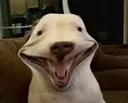 vxd