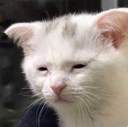 EN_isleep Discord emoji