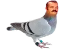 pigeon