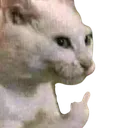pakyu_cat