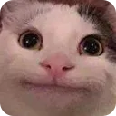 polite_cat polite_cat