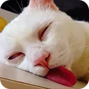 sleepy_cat