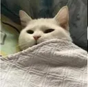 Cat_what Cat_what