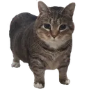 catte catte