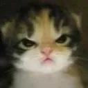 catangy