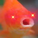 CarpAhaaing