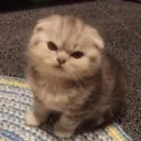 mad_cat