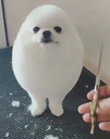 eggdog