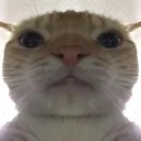 angy_cat