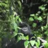 Monke