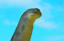 wut