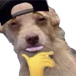 rephycLS