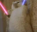 maomidacall maomidacall