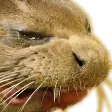 DISGUST