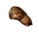 dhlh