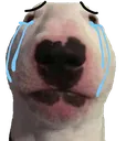 CO_WalterTriste