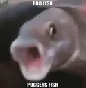 POGFISH