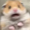 scaredhamster