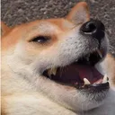 ShibeLaugh Discord Emoji