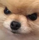 dogwtf