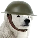 polar_bear