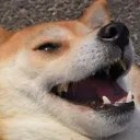 happy_doge