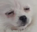 pugaa