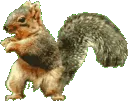 squirreldance