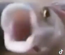Fish_POG Discord Emoji | Real Ones | Decent + High Quality Good People ONLY᲼᲼