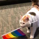 gaycat