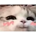 smileyshycat