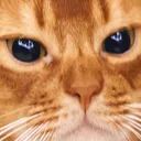 kitten_close Discord Emoji