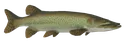 mungle