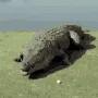 croc croc