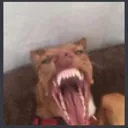 Bahaha BAHAHA Discord Emoji