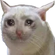 Catcry catcry Discord Emoji