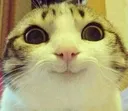 Happystare