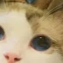 Horizon_cat4