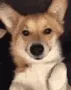 DogWinking DogWinking