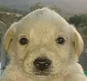 elperro