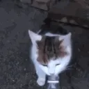 absolutedumbass