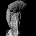 shoebill shoebill