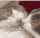 LF_catkiss Discord Emoji