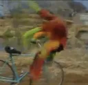 flight