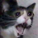 CatSad1 CatSad1