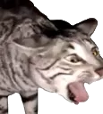 EckCatto