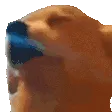 dogjam