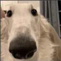 schnauze
