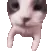 catKISS
