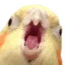 AngryCockatiel AngryCockatiel